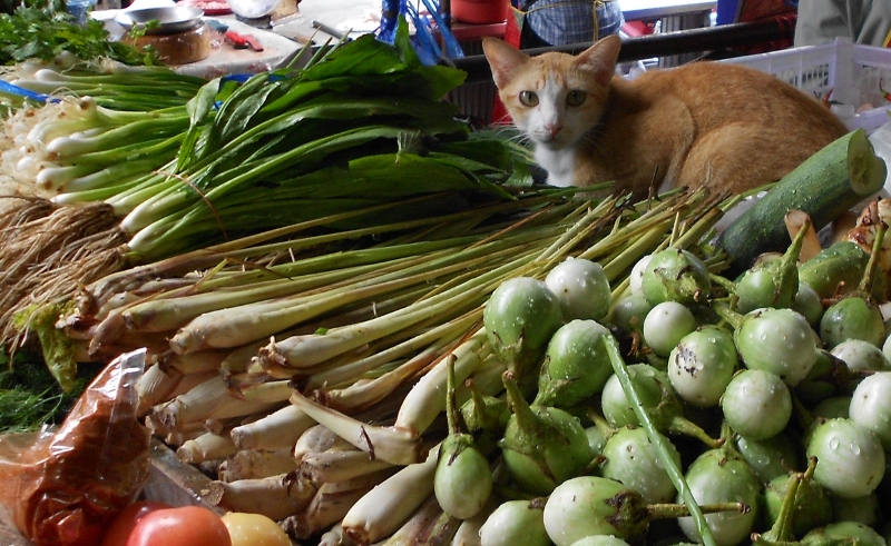 למון גראס בשוק בנונג קאי (מתחת לסנטר של החתול)